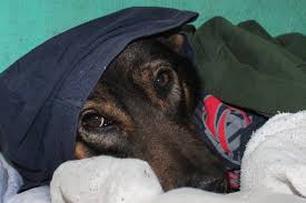 6 Signs It's Time to Take Your Pet to the Vet