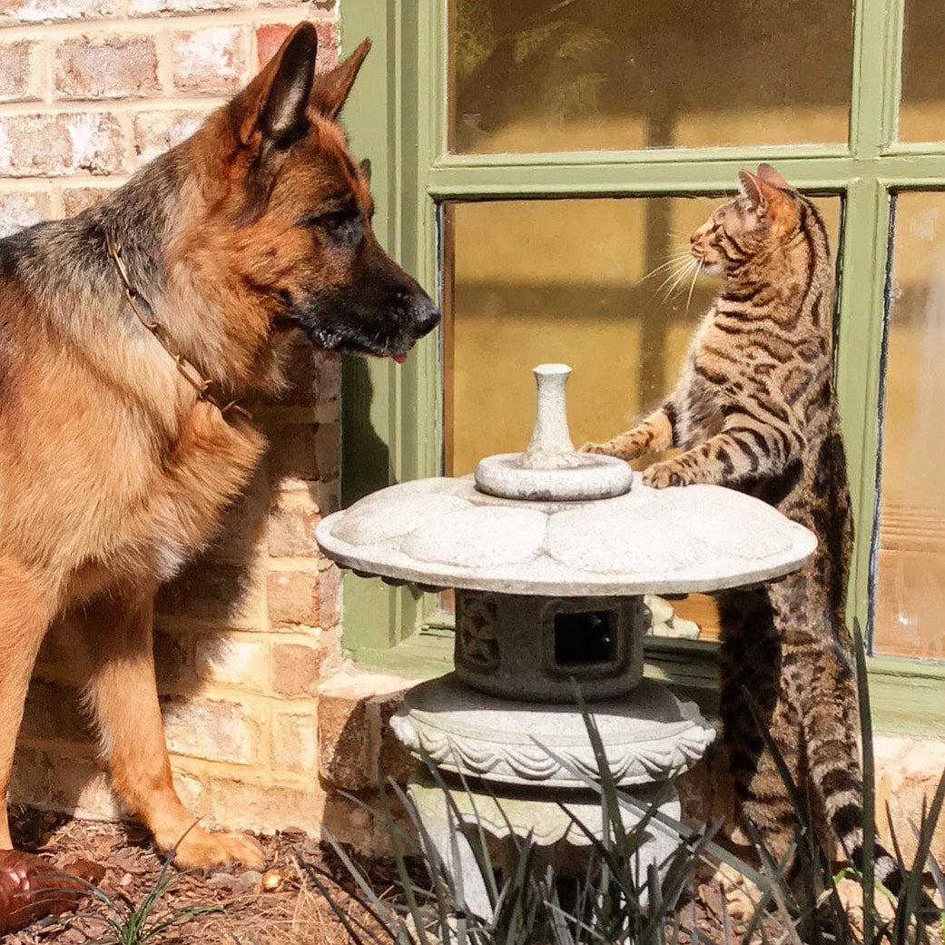 COMMON SENSE CAT AND DOG OWNERSHIP