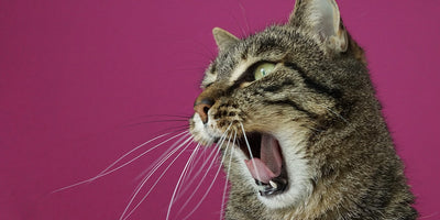 How to Tell if Your Cat is in Pain (Subtle Signs Owners Miss)