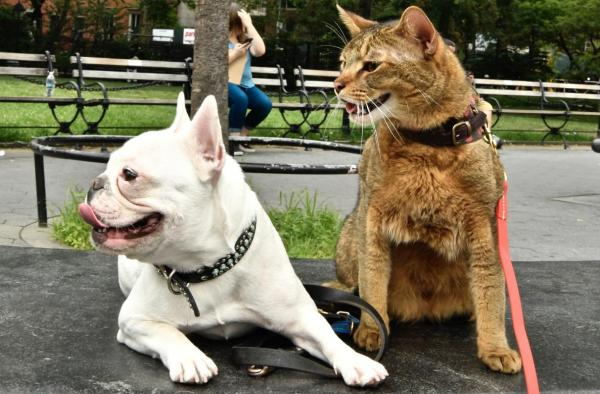 COMMON SENSE CAT AND DOG OWNERSHIP